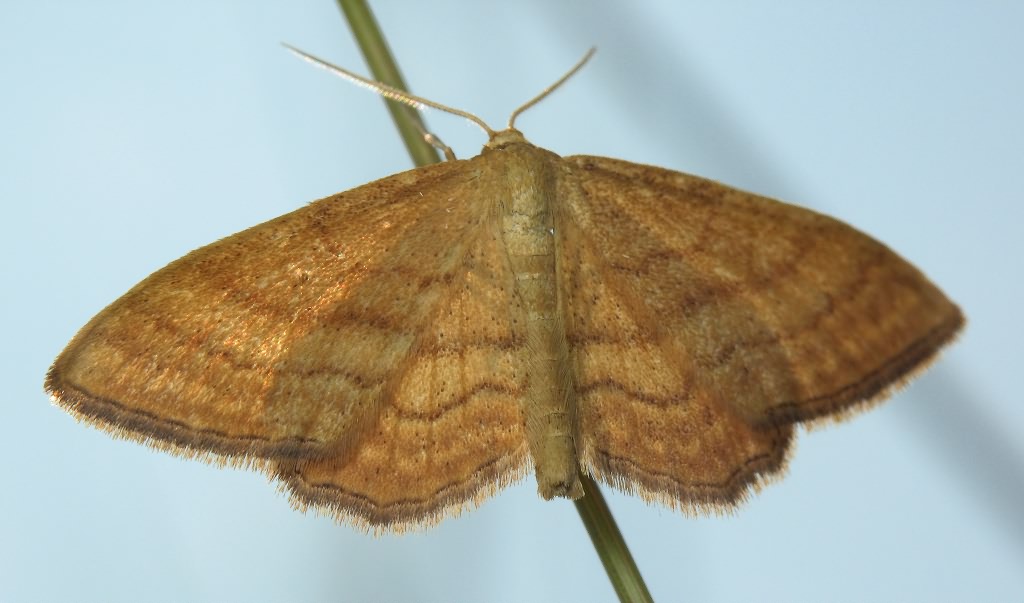 Idaea ochrata (Scopoli, 1763)
